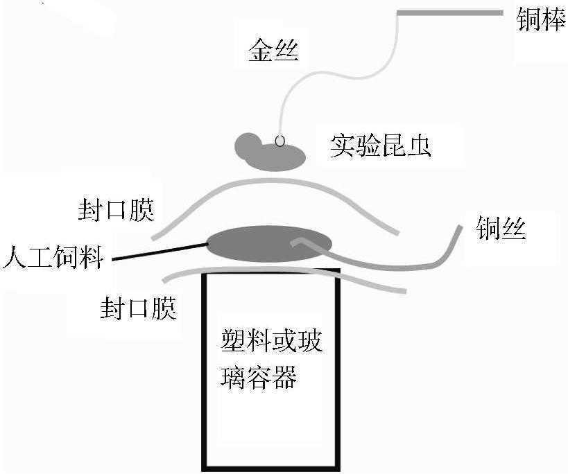 二、人工飼料上的EPG記錄